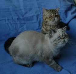 Экзотические (Перс короткошерстный) котята. Экзотические (Перс короткошерстный) котята.