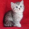 Британский короткошерстный плюшевый котик. Окрас ВИСКАС