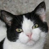Кошка Матильда, ласковая и трогательная зверушка. Кошка Матильда, ласковая и трогательная зверушка.