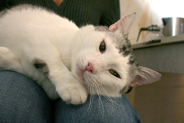Добрый и очень ласковый кот Борис Добрый и очень ласковый кот Борис