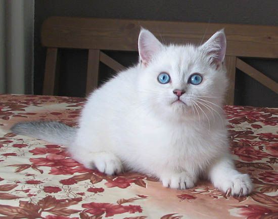 Супер-котята!!! серебристые тиккированные колор-пойнты! Супер-котята!!! серебристые тиккированные колор-пойнты!