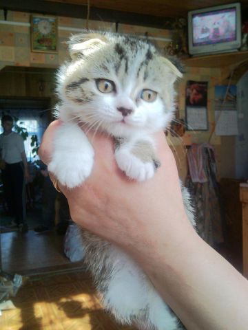 Продам котят шотландской вислоухой Продам котят шотландской вислоухой