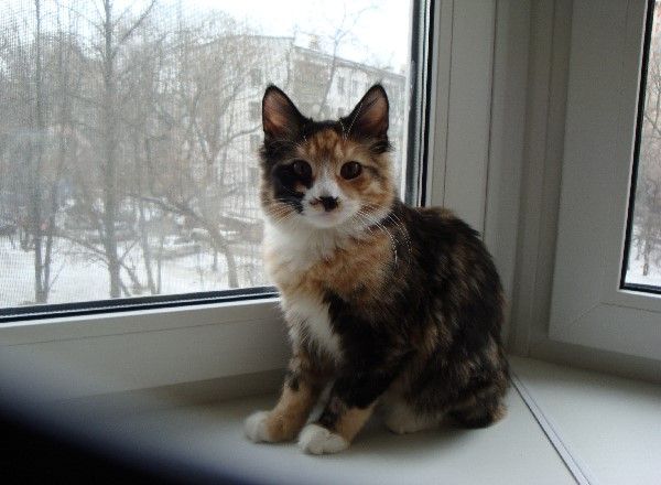 Курильский бобтейл кошка Курильский бобтейл кошка