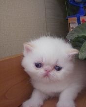 Породистые котята Породистые котята