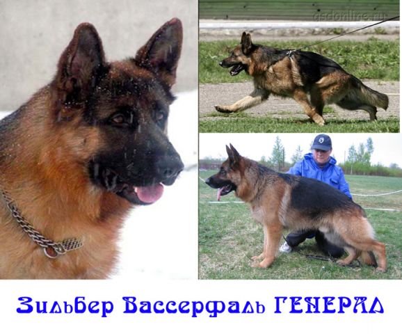 алиментный щенок нем.овчарки алиментный щенок нем.овчарки