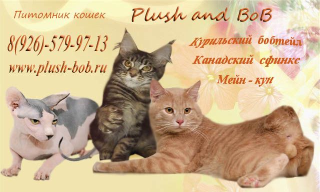 Котята Курильского бобтейла Котята Курильского бобтейла