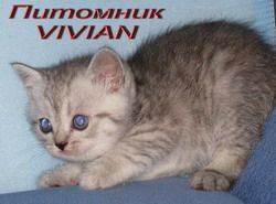 Британские  котята   пятно на серебре .Питомник VIVIAN