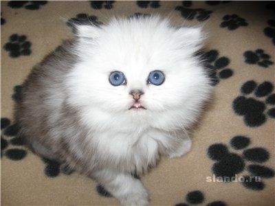 Котята различных пород Котята различных пород