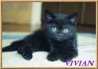  Британские черные котята. Гарантия качества и здоровья.Питомник VIVIAN.