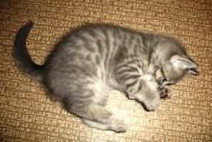 Вискасные британские котята Вискасные британские котята