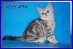 Британские и шотландские котята классических и эксклюзивных окрасов из питомника Daryacats