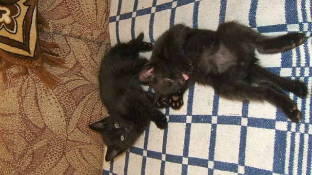Черные котята