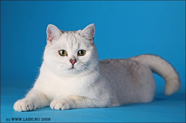 котята британской шиншиллы котята британской шиншиллы