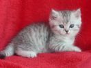Британский короткошерстный плюшевый котик. Окраса сильвер табби (как в рекламе "Вискас")