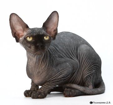 канадский сфинкс и корниш-рекс котята канадский сфинкс и корниш-рекс котята