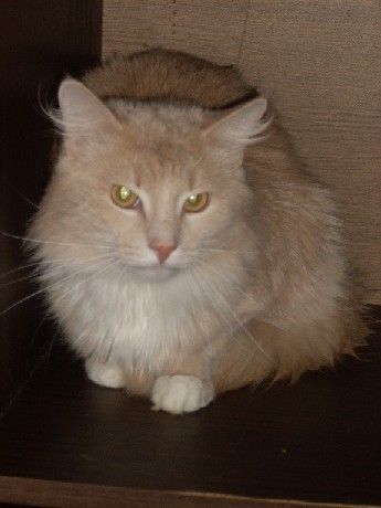 Сибирский кот Лёва Сибирский кот Лёва
