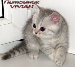 Британские котята пятно на серебре.Питомник VIVIAN Британские котята пятно на серебре.Питомник VIVIAN