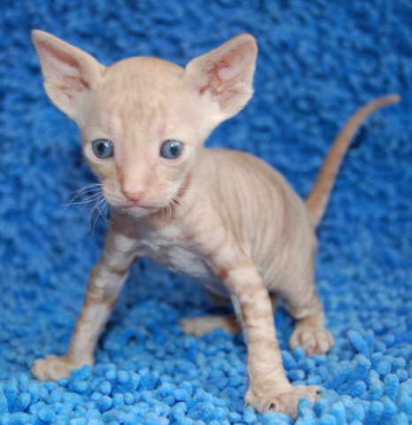 Корниш рекс - элитные котята. Корниш рекс - элитные котята.
