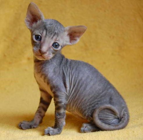 Корниш рекс - элитные котята. Корниш рекс - элитные котята.