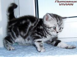 Британские мраморные котята из питомника VIVIAN. Британские мраморные котята из питомника VIVIAN.