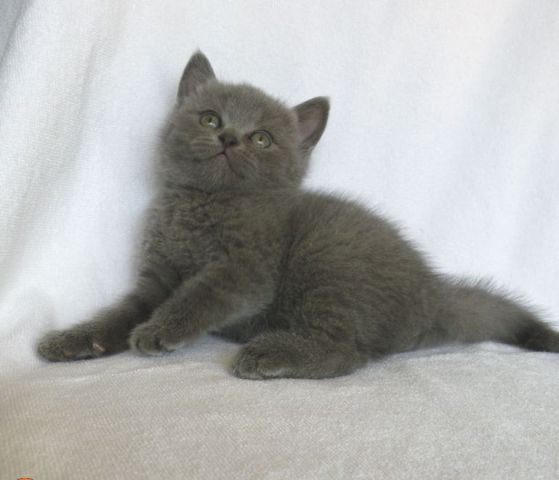 Британские котята Британские котята