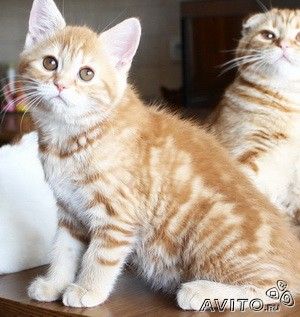Шотландские котята Шотландские котята
