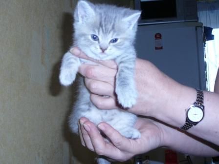 Продаю британских котят Продаю британских котят
