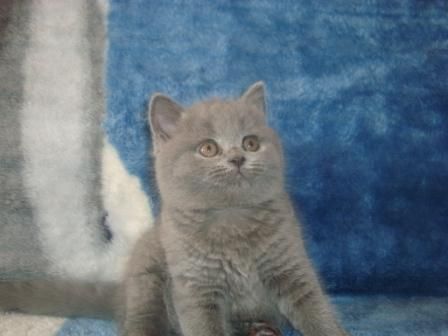 Кошкин Дом предлагает котят породы страйт, фолд и британская! Разнообразные окрасы! Рассрочка на дли Кошкин Дом предлагает котят породы страйт, фолд и британская! Разнообразные окрасы! Рассрочка на дли