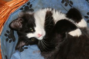 Самые лучшие котики! Самые лучшие котики!