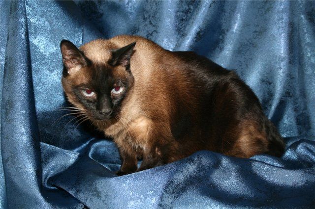 Тайский кот