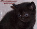  Британские черные котята с апельсиновыми глазами из питомника VIVIAN.
