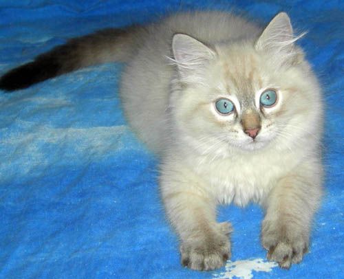 Невские котята на продажу. Невские котята на продажу.