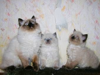 Котята уникальной породы рэгдолл (тряпичная кукла) Котята уникальной породы рэгдолл (тряпичная кукла)