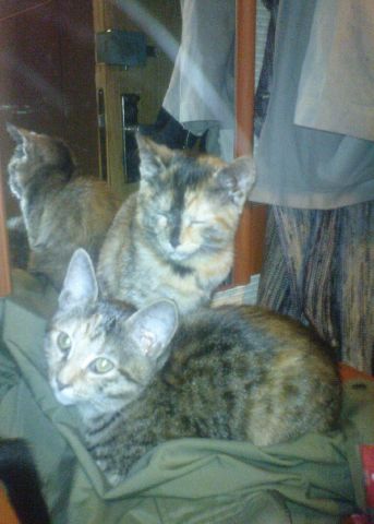 Помёт Домашней Чёрной Кошки Помёт Домашней Чёрной Кошки