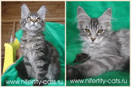 Продаются котята породы Мейн-Кун Продаются котята породы Мейн-Кун