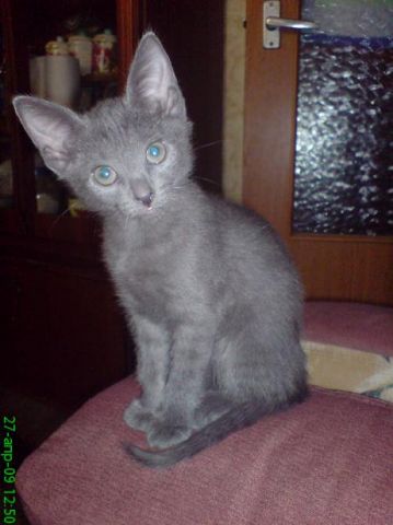 Котятки Русской голубой Котятки Русской голубой