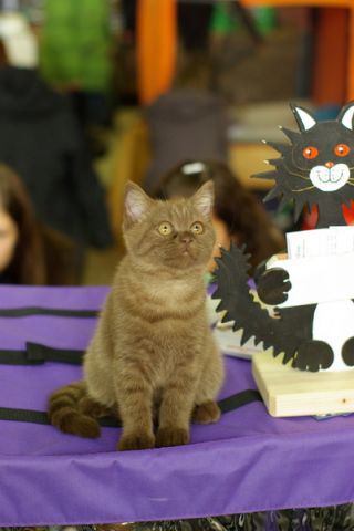 Британские котята.Питомник "Республика Фелина" Британские котята.Питомник "Республика Фелина"