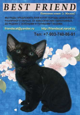 ДЕВОН-РЕКСЫ- Питомник тел. 8-903-740-86-91 ДЕВОН-РЕКСЫ- Питомник тел. 8-903-740-86-91