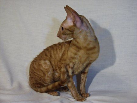 Корниш-рекс – кудрявые кошки, которые не линяют. Корниш-рекс – кудрявые кошки, которые не линяют.