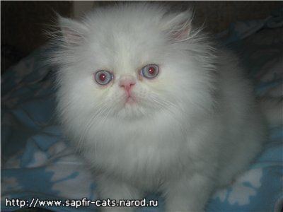 персидские и экзотические котята персидские и экзотические котята