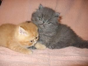 Котята УНИКАЛЬНОЙ породы РЭГДОЛЛ (Тряпичная кукла) Котята УНИКАЛЬНОЙ породы РЭГДОЛЛ (Тряпичная кукла)