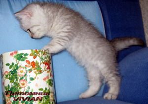 Британские вискас котята из питомника. Британские вискас котята из питомника.