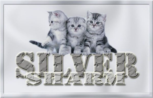 Шотландские котята Шотландские котята