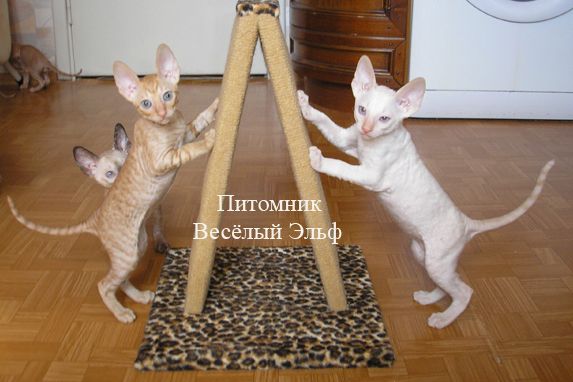 Котята КОРНИШ РЕКС, Санкт-Петербург. Котята КОРНИШ РЕКС, Санкт-Петербург.