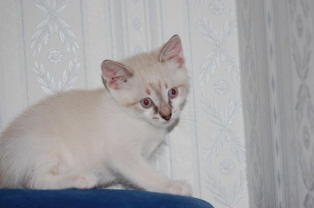 Отдам котенка в добрые руки! Отдам котенка в добрые руки!
