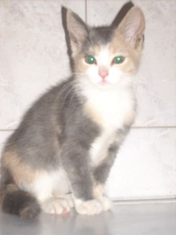Котёнок Котёнок