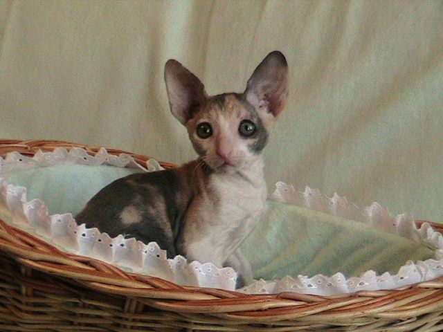 Корниш-рекс – кудрявые кошки, которые не линяют. Корниш-рекс – кудрявые кошки, которые не линяют.