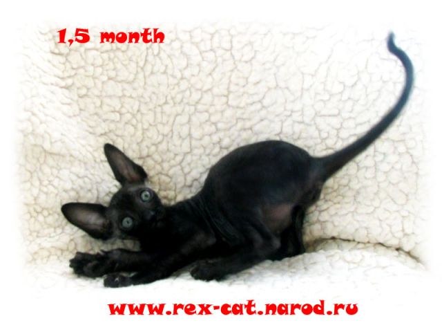 Котята КОРНИШ-РЕКСЫ из питомника САФИШИ*BY (Беларусь) Котята КОРНИШ-РЕКСЫ из питомника САФИШИ*BY (Беларусь)