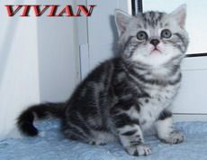  Британские мраморные  котята из питомника VIVIAN.
