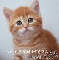 Шотландские вислоухие и прямоухие котята! Шотландские вислоухие и прямоухие котята!